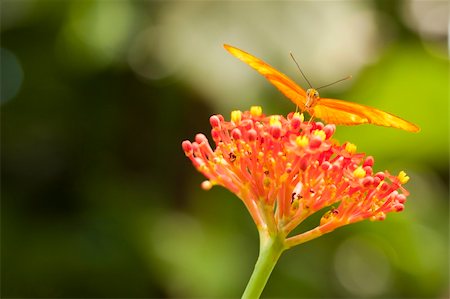 Beautiful Orange Butterfly on Colorful Flower Against Green Background. Stock Photo - Budget Royalty-Free & Subscription, Code: 400-06094756