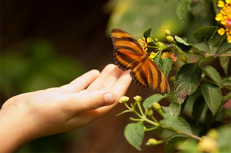 Child Hand Touching a Beautiful Oak Tiger Butterfly on Flower. Foto de stock - Super Valor sin royalties y Suscripción, Código: 400-06094757