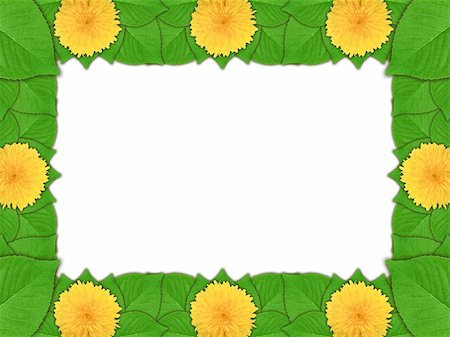 simsearch:400-06095720,k - Floral frame with yellow flowers and green leaf on white background. Nature art ornament template for your design. Close-up. Studio photography. Stock Photo - Budget Royalty-Free & Subscription, Code: 400-06094764