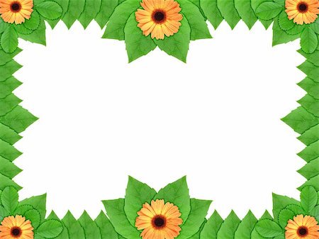 simsearch:400-06095720,k - Floral frame with orange flowers and green leaf on white background. Nature art ornament template for your design. Close-up. Studio photography. Stock Photo - Budget Royalty-Free & Subscription, Code: 400-06094765