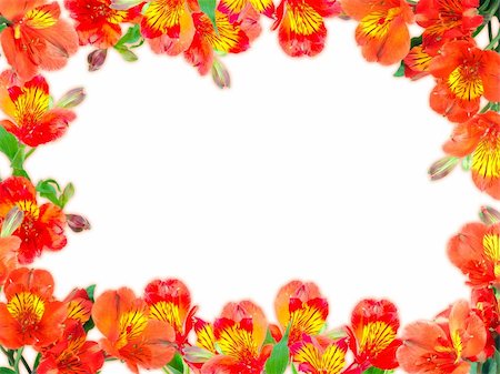 simsearch:400-06095720,k - Floral frame with orange flowers and green leaf on white background. Nature art ornament template for your design. Close-up. Studio photography. Stock Photo - Budget Royalty-Free & Subscription, Code: 400-06094768