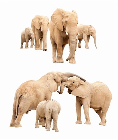Set of Baby and Adult Elephants Isolated on a White Background. Stock Photo - Budget Royalty-Free & Subscription, Code: 400-06094763