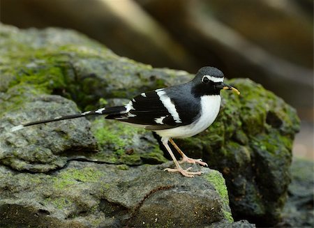 simsearch:400-07170249,k - beautiful slaty-backed forktail (Enicurus schistaceus) Photographie de stock - Aubaine LD & Abonnement, Code: 400-06094778