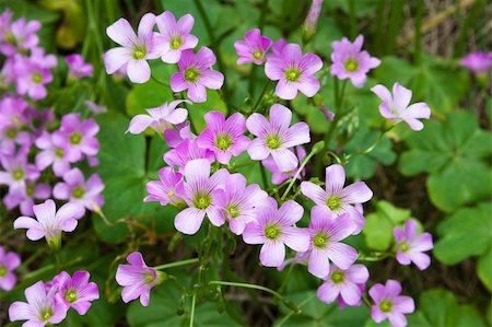 Pink oxalis(Oxalis corymbosa) in garden Fotografie stock - Microstock e Abbonamento, Codice: 400-06094890