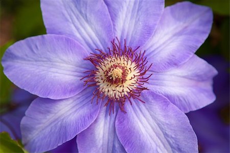 simsearch:400-04861419,k - one violet flower outdoors Photographie de stock - Aubaine LD & Abonnement, Code: 400-06095070