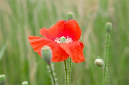 simsearch:400-04408653,k - red poppy flower in the field Stockbilder - Microstock & Abonnement, Bildnummer: 400-06095072