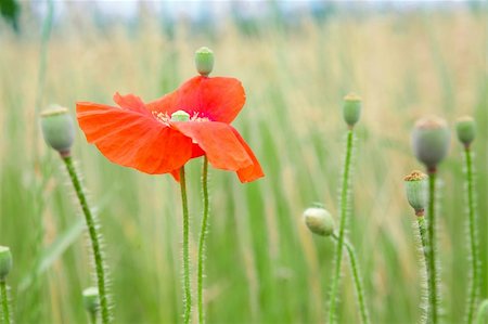 red poppy flower in the field Stock Photo - Budget Royalty-Free & Subscription, Code: 400-06095073