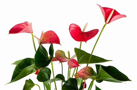 Beautiful Anthedesia anthurium on white background. Stock Photo - Budget Royalty-Free & Subscription, Code: 400-06095127