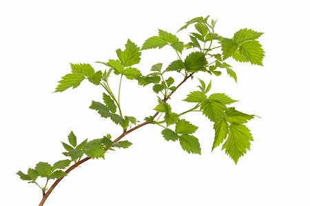 simsearch:400-05691274,k - branch of young raspberry on white background Photographie de stock - Aubaine LD & Abonnement, Code: 400-06095280