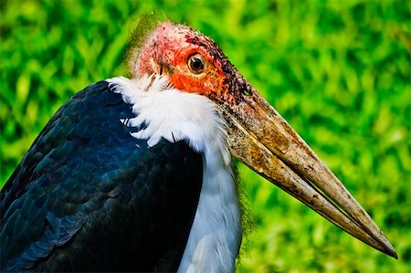 A close up of a marabou stork against a green grass background Foto de stock - Super Valor sin royalties y Suscripción, Código: 400-06095368