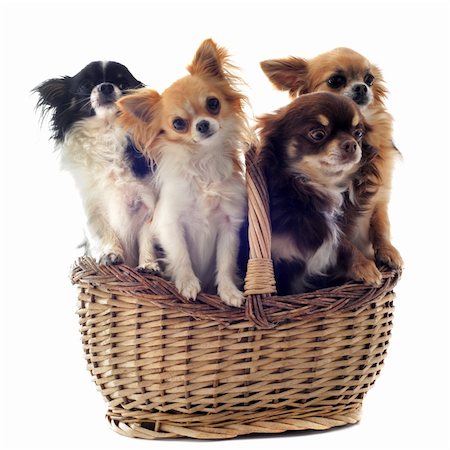 simsearch:400-06391494,k - four chihuahuas in a basket in front of a white background Fotografie stock - Microstock e Abbonamento, Codice: 400-06095372