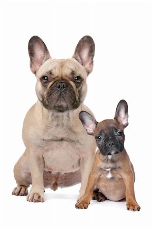 French Bulldog adult and puppy in front of a white background Photographie de stock - Aubaine LD & Abonnement, Code: 400-06095383