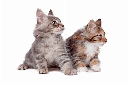 simsearch:400-06095398,k - Maine Coon kittens in front of a white background Foto de stock - Super Valor sin royalties y Suscripción, Código: 400-06095399