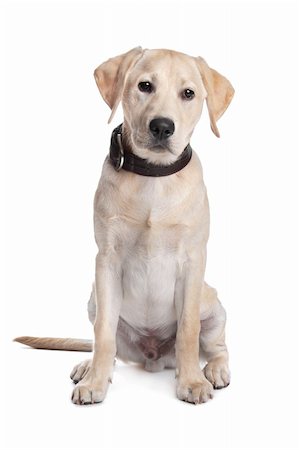 simsearch:400-08314976,k - yellow Labrador in front of a white background Stock Photo - Budget Royalty-Free & Subscription, Code: 400-06095408