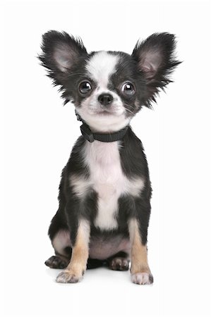 eriklam (artist) - Long haired chihuahua puppy in front of a white background Stock Photo - Budget Royalty-Free & Subscription, Code: 400-06095414