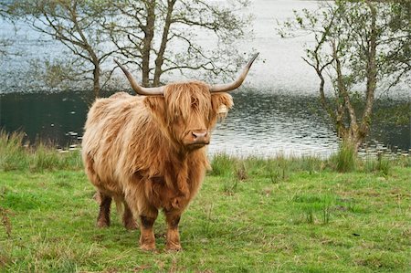 scottish cattle - Highland cow in a Scottish lake in autumn Stock Photo - Budget Royalty-Free & Subscription, Code: 400-06095446
