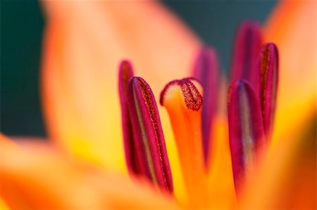 simsearch:400-05128577,k - Detail - close-up - of the bloom of lily Stockbilder - Microstock & Abonnement, Bildnummer: 400-06095454
