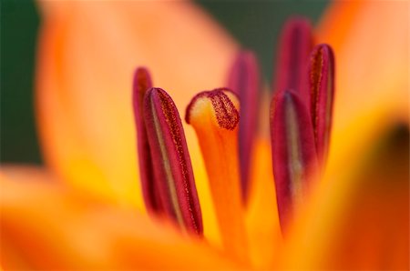 simsearch:400-05128577,k - Detail - close-up - of the bloom of lily Stockbilder - Microstock & Abonnement, Bildnummer: 400-06095455