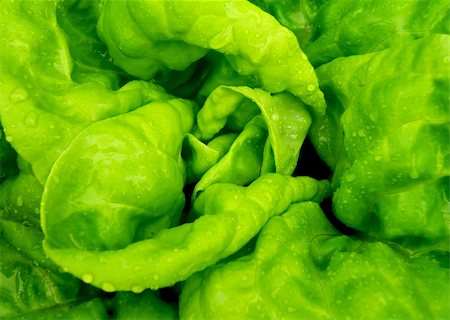 Detail of water drops on fresh green salad. Vegetable. Stock Photo - Budget Royalty-Free & Subscription, Code: 400-06095495