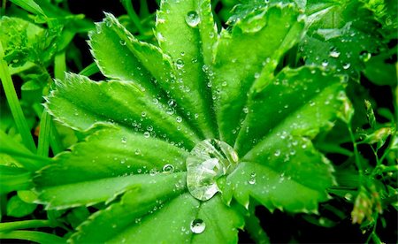 simsearch:400-09223422,k - Macro detail of water drops on green leaf Foto de stock - Royalty-Free Super Valor e Assinatura, Número: 400-06095492