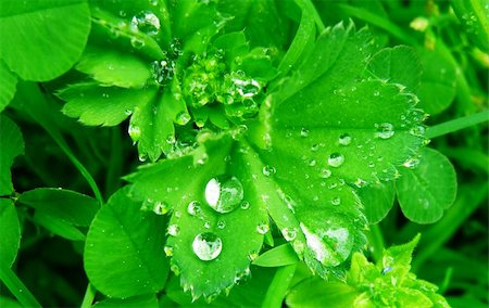 simsearch:400-04212257,k - Macro detail of water drops on green leaf Stock Photo - Budget Royalty-Free & Subscription, Code: 400-06095493