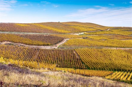 simsearch:400-07296183,k - Looking to the valley with vineyards in autumn Stock Photo - Budget Royalty-Free & Subscription, Code: 400-06095697