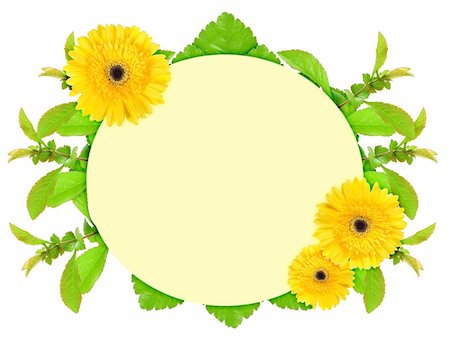 simsearch:400-06095720,k - Floral ellipse frame with yellow flowers and green leaf. Nature art ornament template for your design. Isolated on white background. Close-up. Studio photography. Stock Photo - Budget Royalty-Free & Subscription, Code: 400-06095724