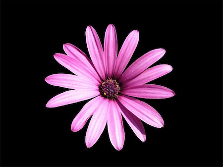 Purple Osteospermum on black background Foto de stock - Super Valor sin royalties y Suscripción, Código: 400-06095786