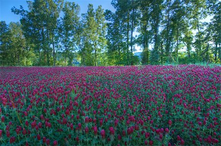 simsearch:400-05251521,k - Field of spring blooms. The season of rebirth. Photographie de stock - Aubaine LD & Abonnement, Code: 400-06095800