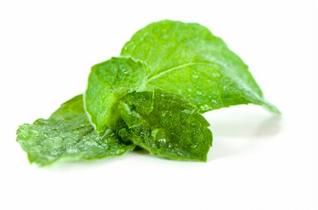 Fresh mint on a white background with water drops Stock Photo - Budget Royalty-Free & Subscription, Code: 400-06095828