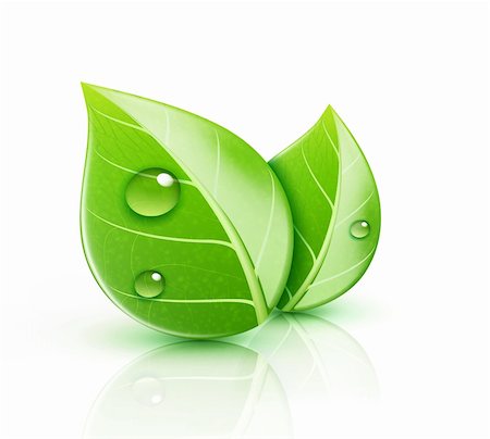 dew drops on green stem - Vector illustration of ecology concept icon with glossy green leaves Stock Photo - Budget Royalty-Free & Subscription, Code: 400-06095864