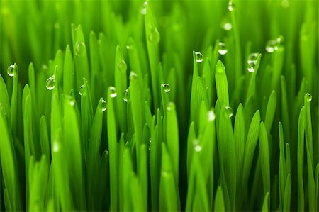 simsearch:400-05318999,k - Fresh green wheat grass with drops dew / macro background Photographie de stock - Aubaine LD & Abonnement, Code: 400-06096055