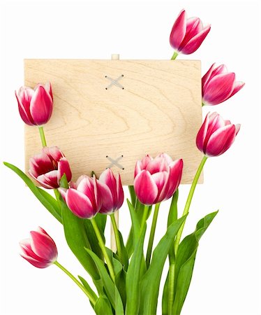 simsearch:400-05287751,k - Beautiful Tulips and Empty Sign for message / wooden panel / isolated on a white background Foto de stock - Super Valor sin royalties y Suscripción, Código: 400-06096056