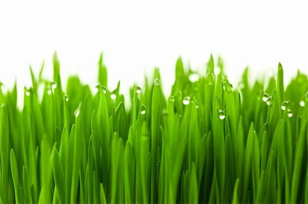 simsearch:400-05270311,k - Fresh green wheat grass with drops dew / isolated on white with copy space Foto de stock - Super Valor sin royalties y Suscripción, Código: 400-06096059