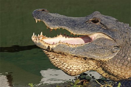 reptile eyes close up - Open mouth of an American alligator (Alligator mississippiensis) sunning itself on a bank near the water at Myakka River State Park near Sarasota, Florida Stock Photo - Budget Royalty-Free & Subscription, Code: 400-06096180