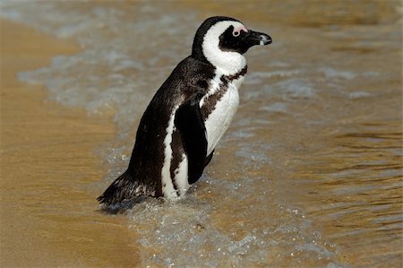 simsearch:400-05891870,k - African penguin (Spheniscus demersus) on the beach, Western Cape, South Africa Photographie de stock - Aubaine LD & Abonnement, Code: 400-06096319