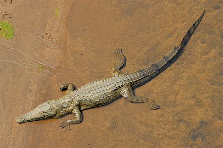 Nile crocodile (Crocodylus niloticus) in shallow water, South Africa Photographie de stock - Aubaine LD & Abonnement, Code: 400-06096325