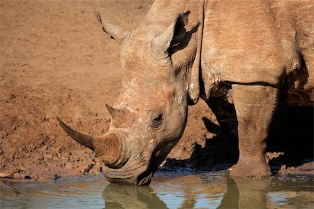 rhino south africa - White (square-lipped) rhinoceros (Ceratotherium simum) drinking water, Mkuze game reserve, South Africa Stock Photo - Budget Royalty-Free & Subscription, Code: 400-06096328