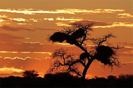 south africa scene tree - Sunset with silhouetted African Acacia tree and clouds, Kalahari desert, South Africa Photographie de stock - Aubaine LD & Abonnement, Code: 400-06096320