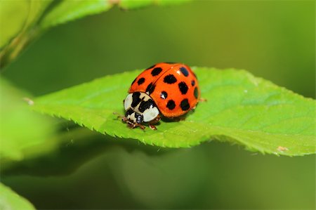 ladybug Stock Photo - Budget Royalty-Free & Subscription, Code: 400-06096664