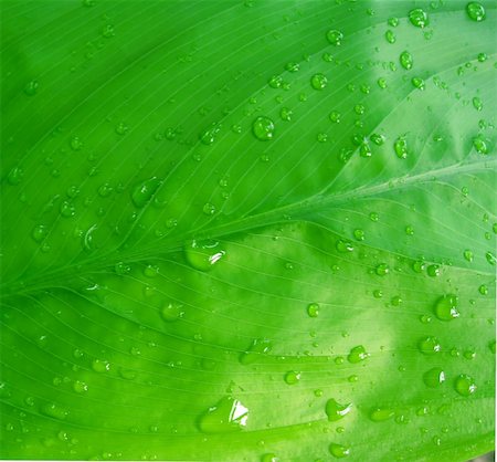 Dew drops on green leaf Photographie de stock - Aubaine LD & Abonnement, Code: 400-06096754