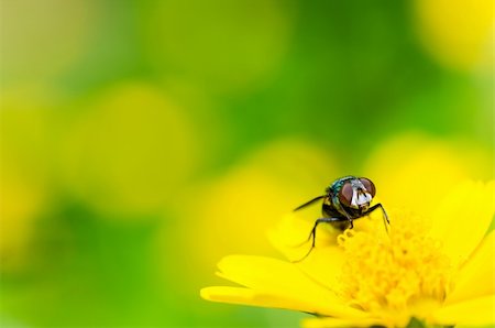 simsearch:400-06140139,k - fly macro in green nature or in the city or on food Stock Photo - Budget Royalty-Free & Subscription, Code: 400-06096848