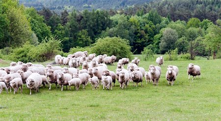 simsearch:400-04513431,k - A flock of sheep running on meadow Stock Photo - Budget Royalty-Free & Subscription, Code: 400-06096979