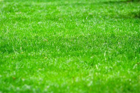 Field of fresh green grass Photographie de stock - Aubaine LD & Abonnement, Code: 400-06097082