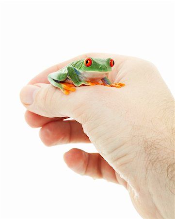 rana dagli occhi rossi - A pet Red-Eyed Tree Frog perched on a man's hand.  Shot on white background. Fotografie stock - Microstock e Abbonamento, Codice: 400-06097161