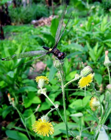 simsearch:400-04364178,k - dragonfly in the garden Foto de stock - Royalty-Free Super Valor e Assinatura, Número: 400-06097212
