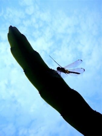 dragon color blue - dragonfly perched on dragon branch Stock Photo - Budget Royalty-Free & Subscription, Code: 400-06097213