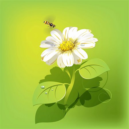 illustration, bee flying on white flower on green background  EPS 10 with transparency Photographie de stock - Aubaine LD & Abonnement, Code: 400-06098237
