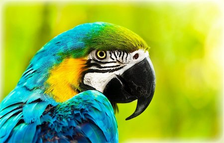 perruche - Exotic colorful African macaw parrot, beautiful close up on bird face over natural green background, bird watching safari, South Africa wildlife Photographie de stock - Aubaine LD & Abonnement, Code: 400-06098578