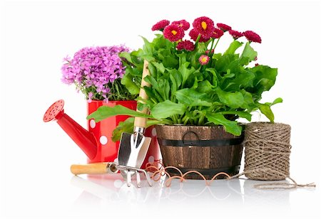 daisies in vase - spring flowers with garden tools isolated on white background Stock Photo - Budget Royalty-Free & Subscription, Code: 400-06098579